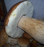 Houbové rizoto